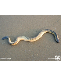 گونه مار دریایی کوتاه Short Sea Snake